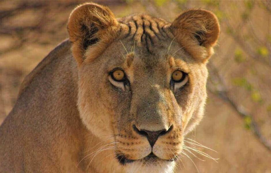 Resiliência: o quê, por que e como