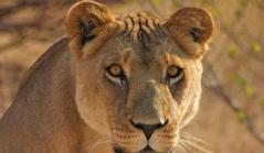 Resiliência: o quê, por que e como